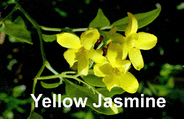 JHUMILE.GIF (41010 bytes)