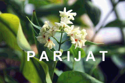 PARIJATA.GIF (41010 bytes)